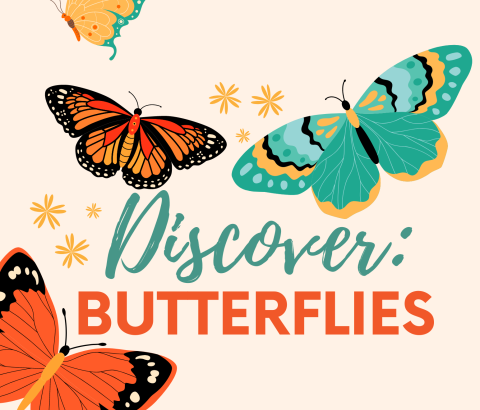 The words "Discover: Butterflies" surrounded by open-winged butterflies and tiny flowers scattered about.