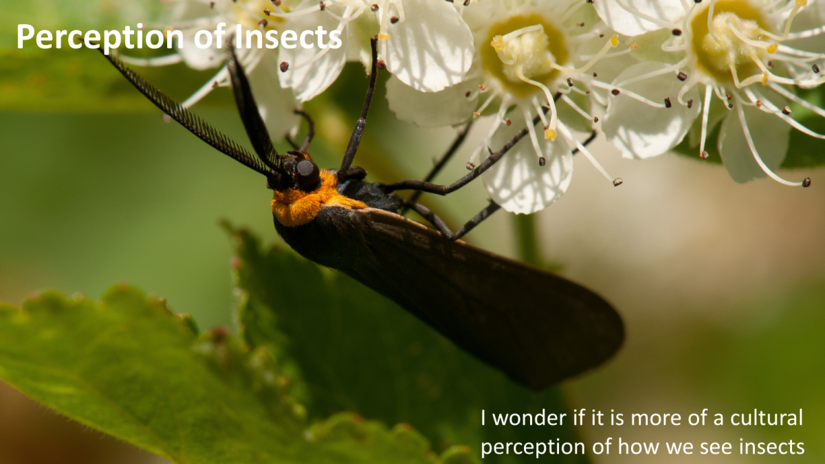 Insects